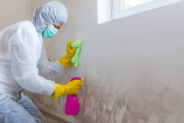 Why You Should Choose Our Mold Remediation Services in Castalia, OH