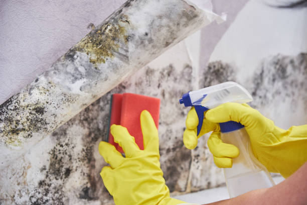 Mold Remediation for Rental Properties in Castalia, OH